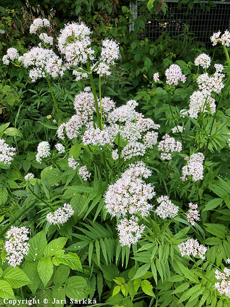 Valeriana sambucifolia, lehtovirmajuuri